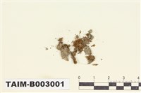 藏品(平蒴苔屬)的圖片